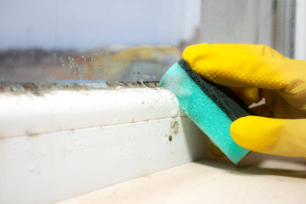 Best Residential Mold Remediation in Ellitt, CO