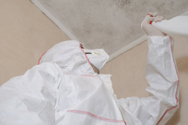 Best Kitchen Mold Remediation in Ellitt, CO