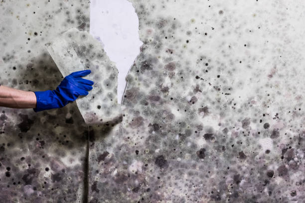 Best Attic Mold Remediation in Ellitt, CO